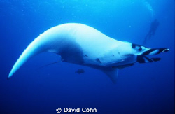 Picture taken at the Socorro Islands 250 miles south of C... by David Cohn 